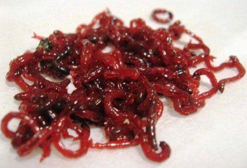 bloodworms