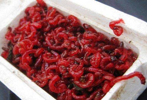 bloodworms in a container