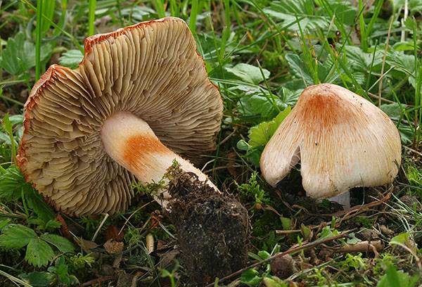 How to test mushrooms for edibility: myths and reality